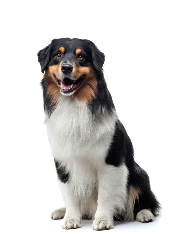 dog on a white background. Happy pet in the studio. Tricolor Aus