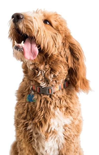 dog4-400x625
