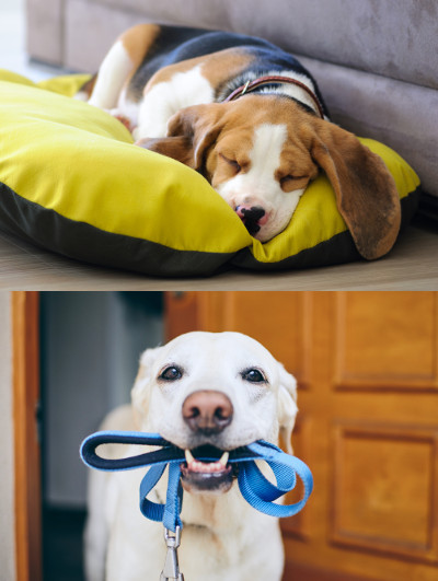 Beagle puppy sweet sleeping in dog bed