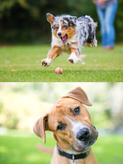 Australian Shepherd dog jumping for a ball outdoors
