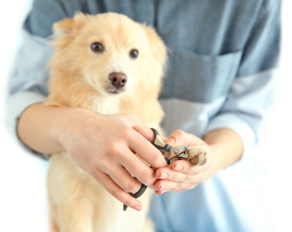 Cute dog Spitz at groomer salon